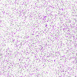 Gorilla_gorGor4_chr2B Tyrosine